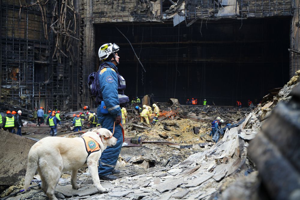 Кинологи Центра «Лидер» МЧС России работают на месте теракта в «Крокусе»