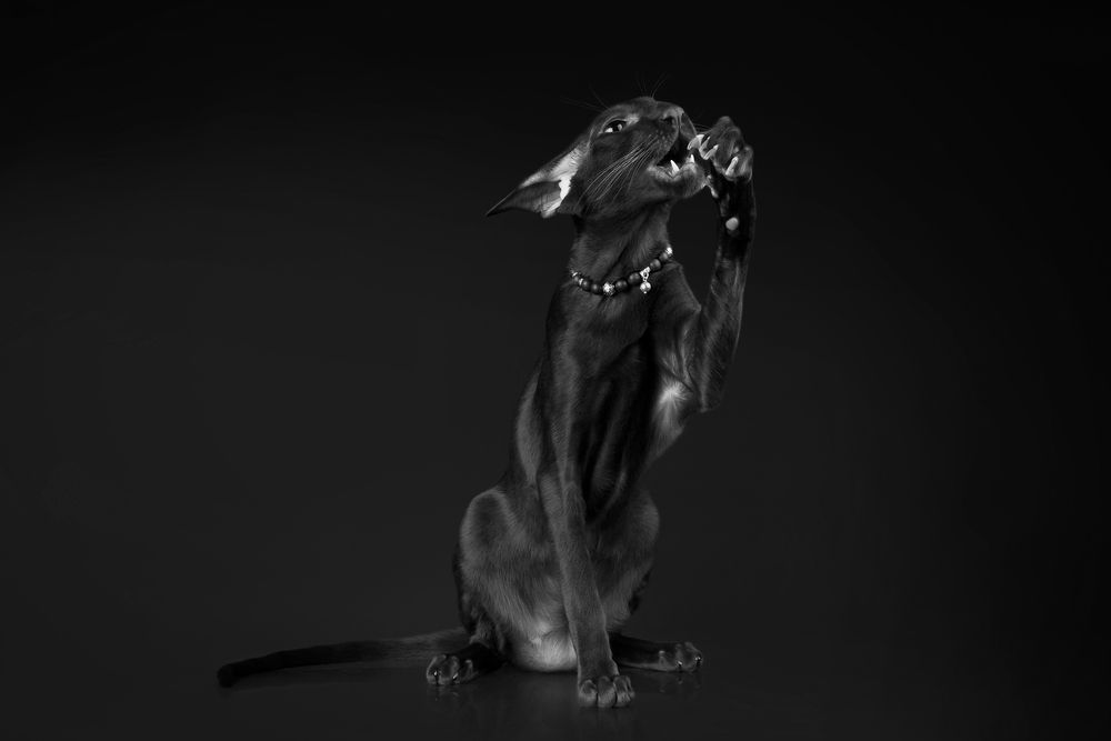 Photograph by Стрижаченко Инга