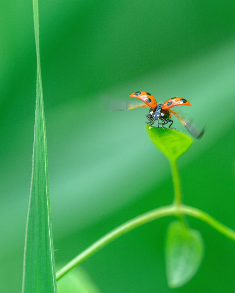 Photograph by Tatsuya Nieda