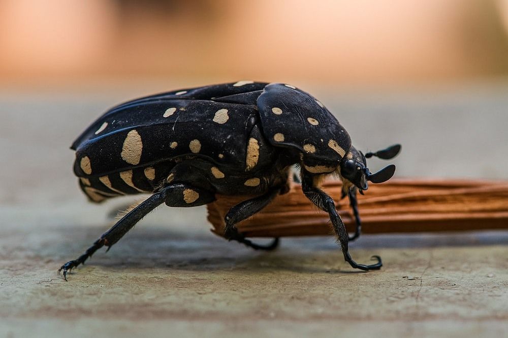 Photograph by Ambewadikar sourabh