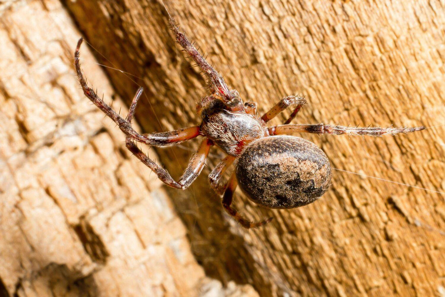 Паук-крестовик (Araneus diadematus)