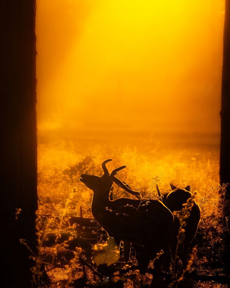 Фотография автора mahadevan Arige