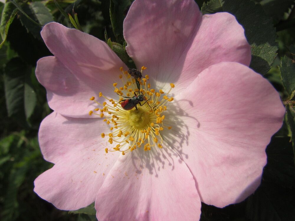 Photograph by Елена Кузнецова