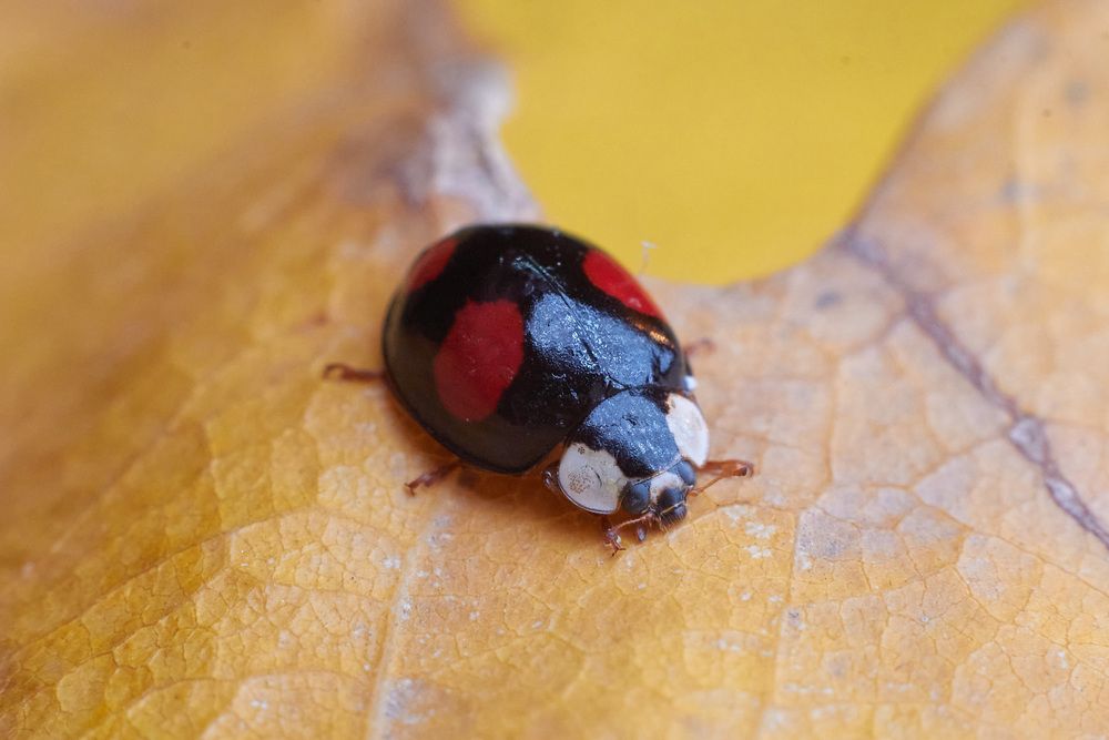 Фотография автора Павел Сторчилов