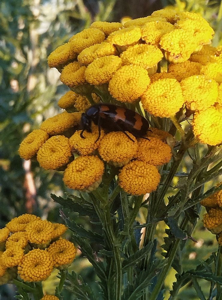 Photograph by Марина Манацкова