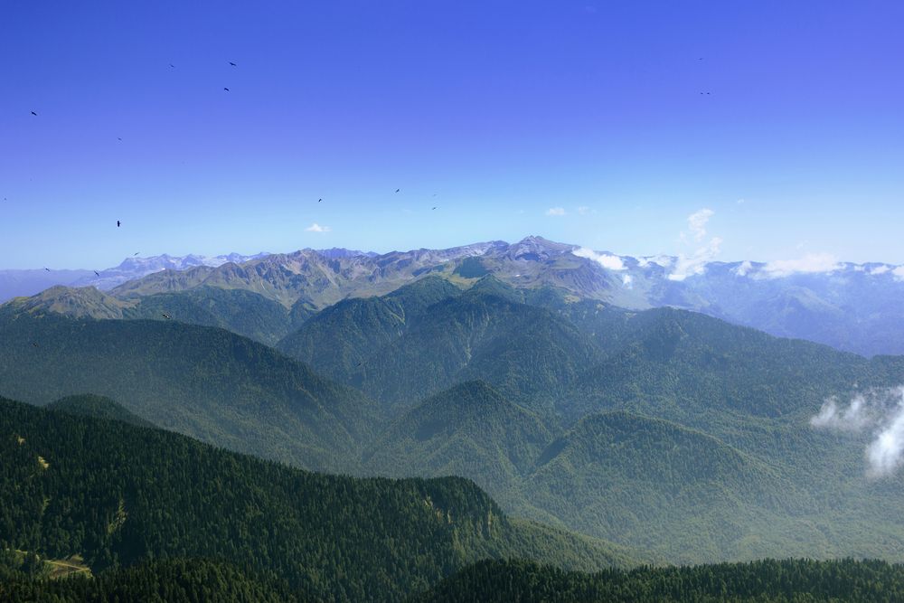 Воронье царсво