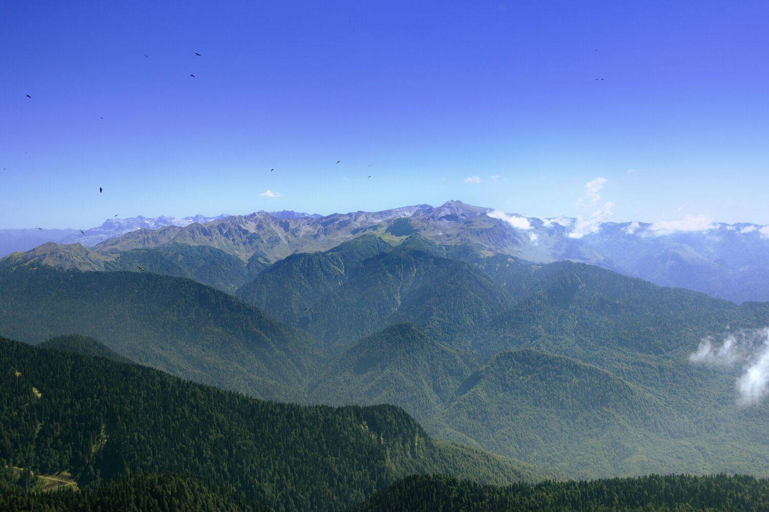 Воронье царсво Воронье царсво