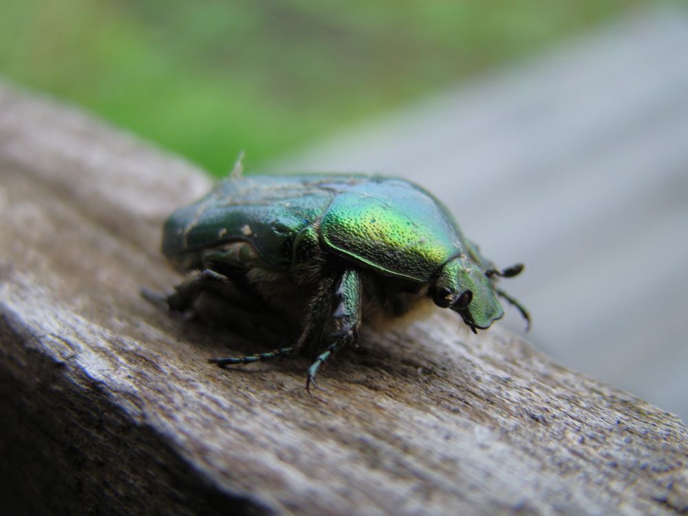 Photograph by Николай Дмитриев