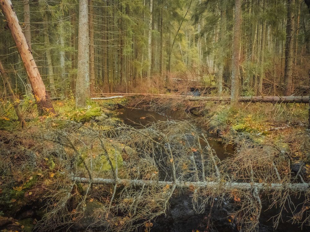 Фотография автора Boris Yakovlev