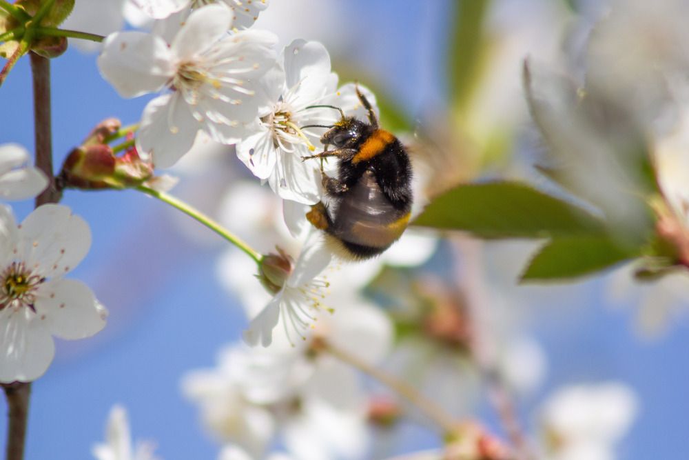 Шмель на вишне