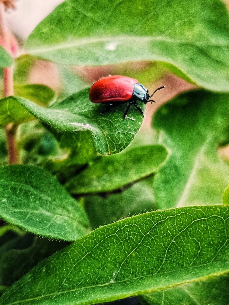 Photograph by Оксана Радзиевская
