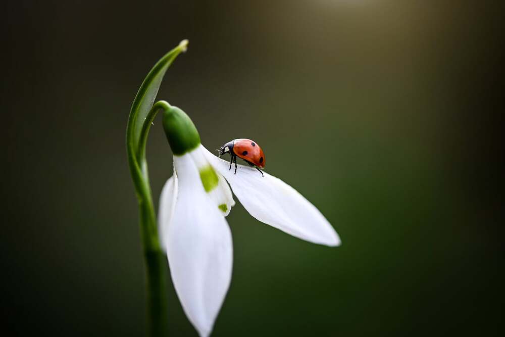 Photograph by Нели Арнаудова