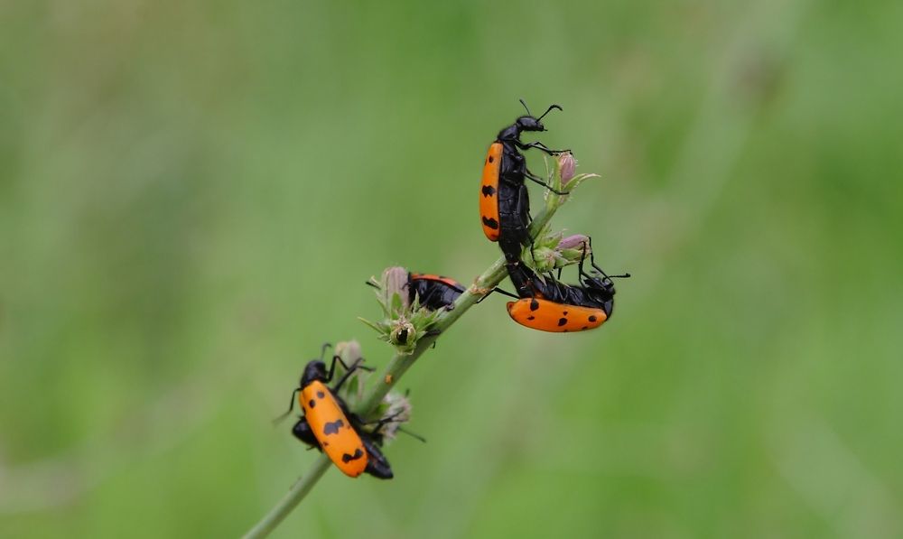 Photograph by Юрий Самодуров