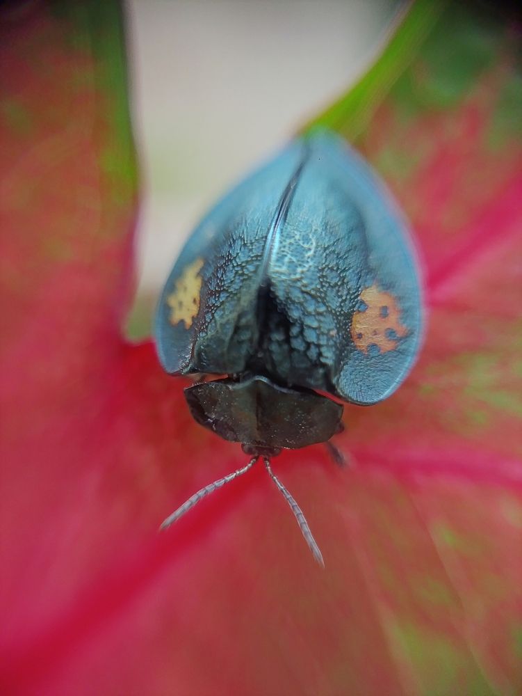 Photograph by Ricardo Rodrigues Gomes Da Silva