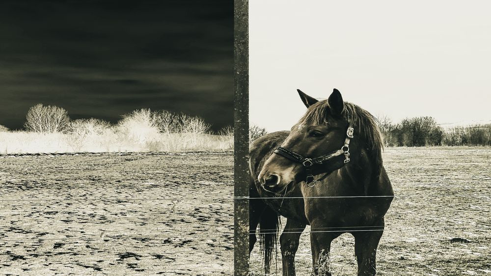 Photograph by Fodor Andras