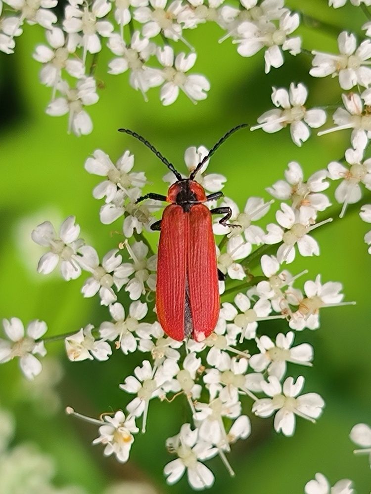 Photograph by Сергей Бахаев