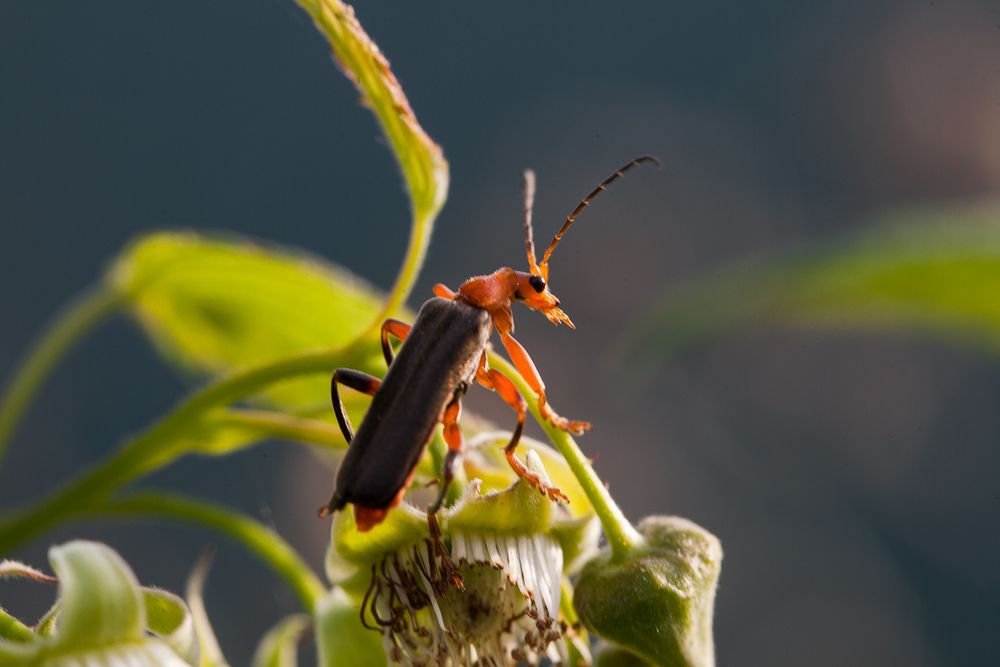 Photograph by Евгений Цветков