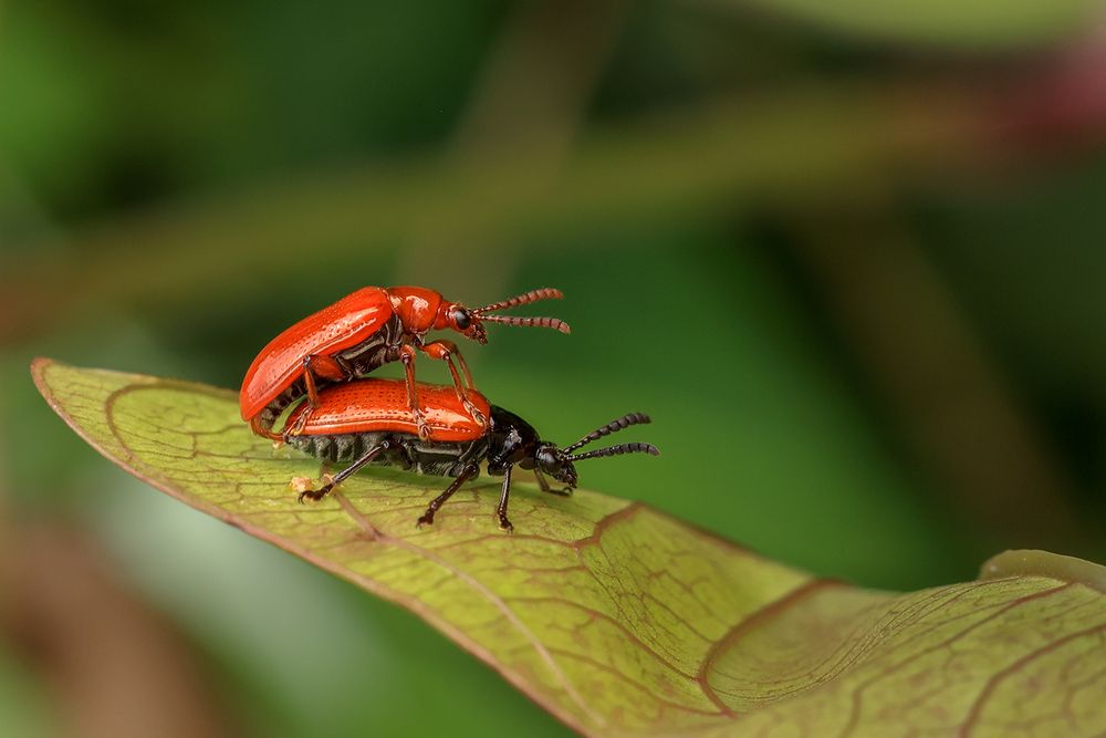 Фотография автора Dhananjay Thakur