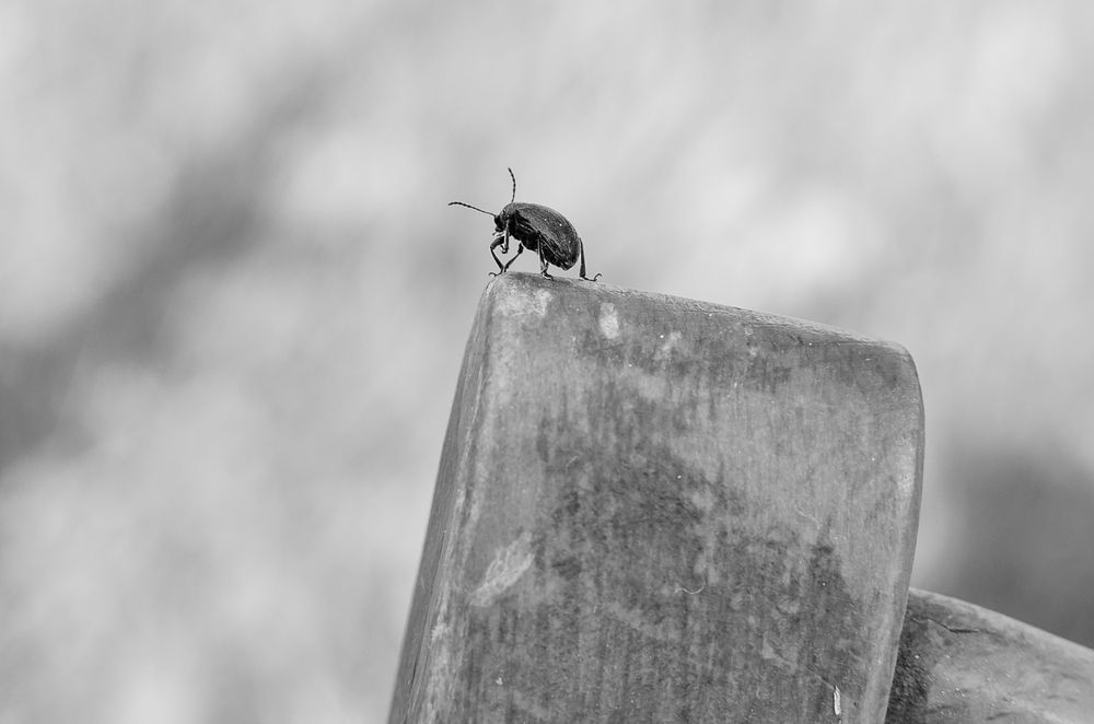 Фотография автора Наталья Почтенная