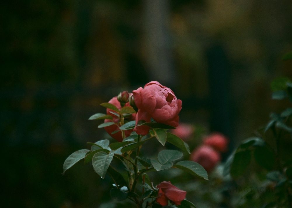 Photograph by Анастасия Белицкая