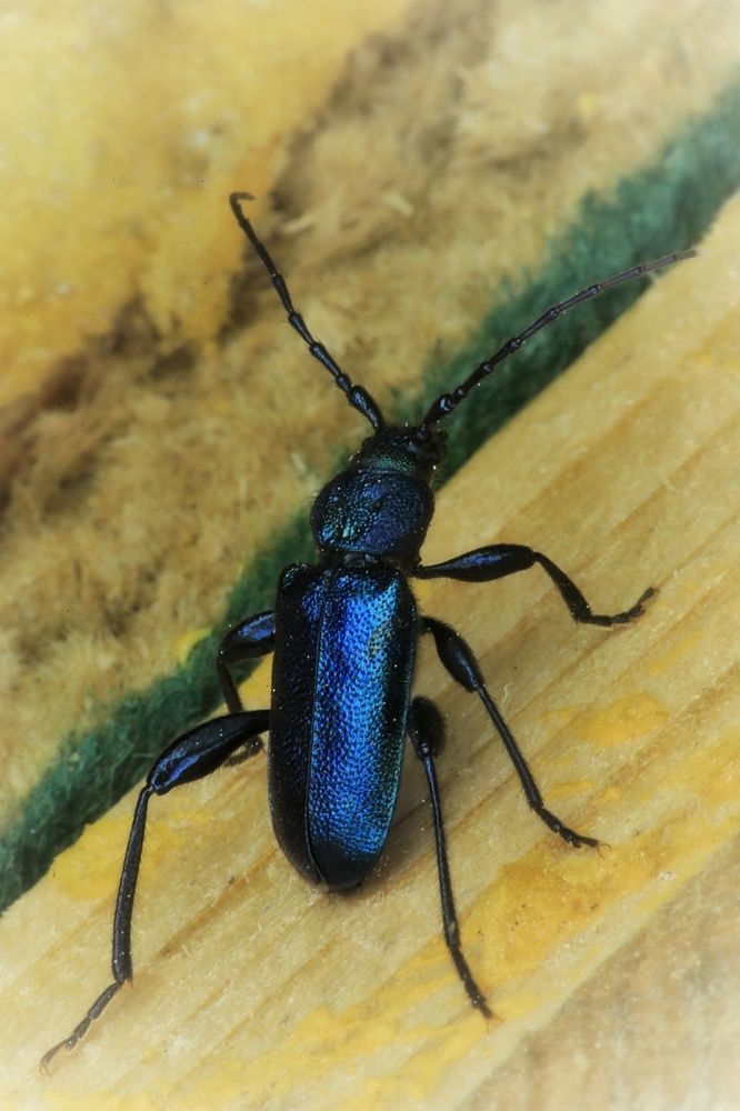 Photograph by Микрокосмос Владимир