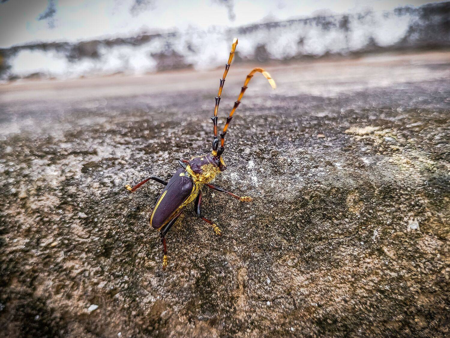 Dorcacerus barbatus.