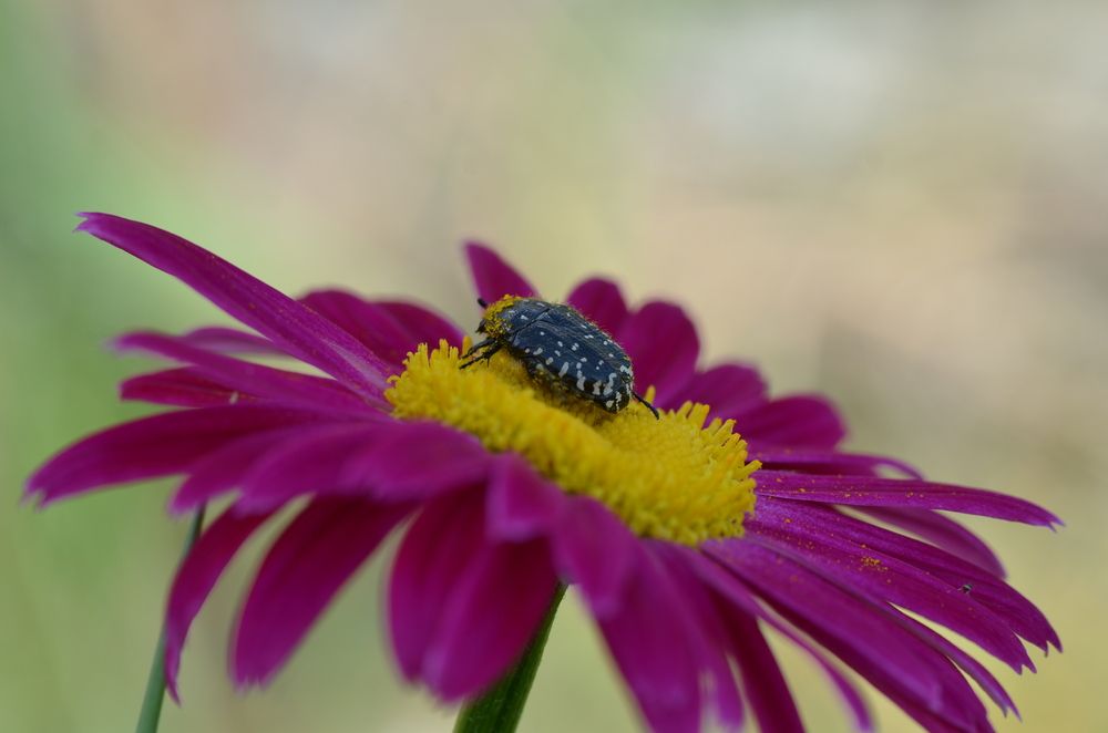 Photograph by Людмила Воропаева