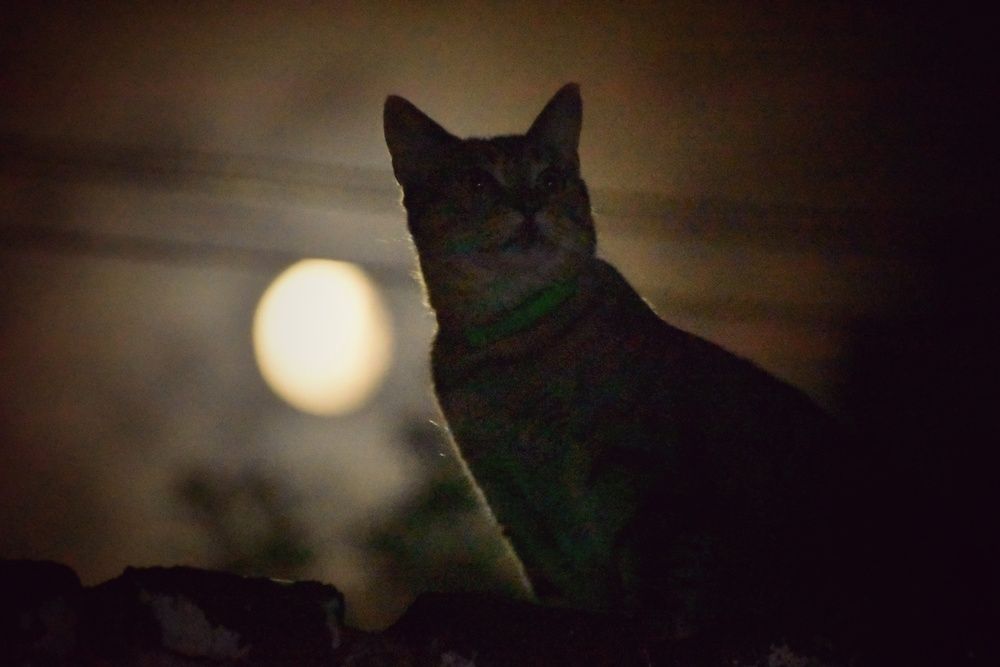 The cat under the moon light