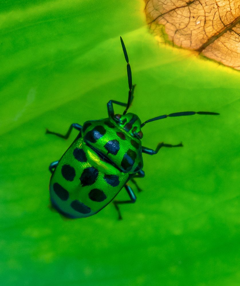 Photograph by Grace Rani