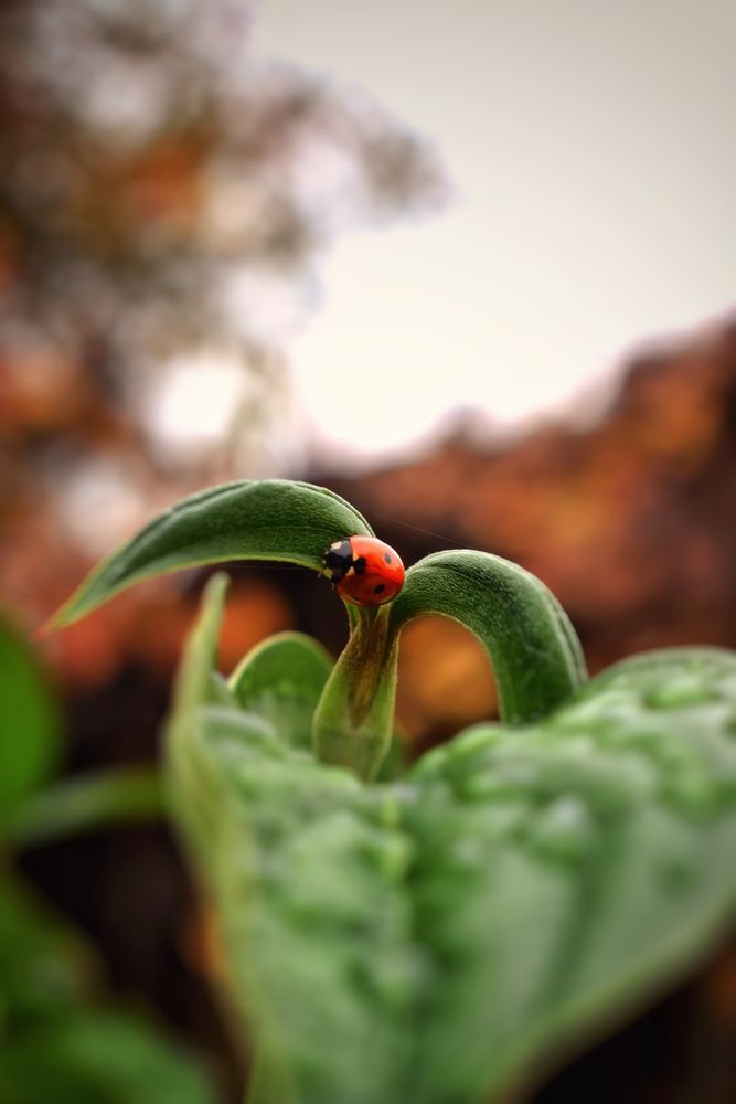 Фотография автора Vladislav Velkov