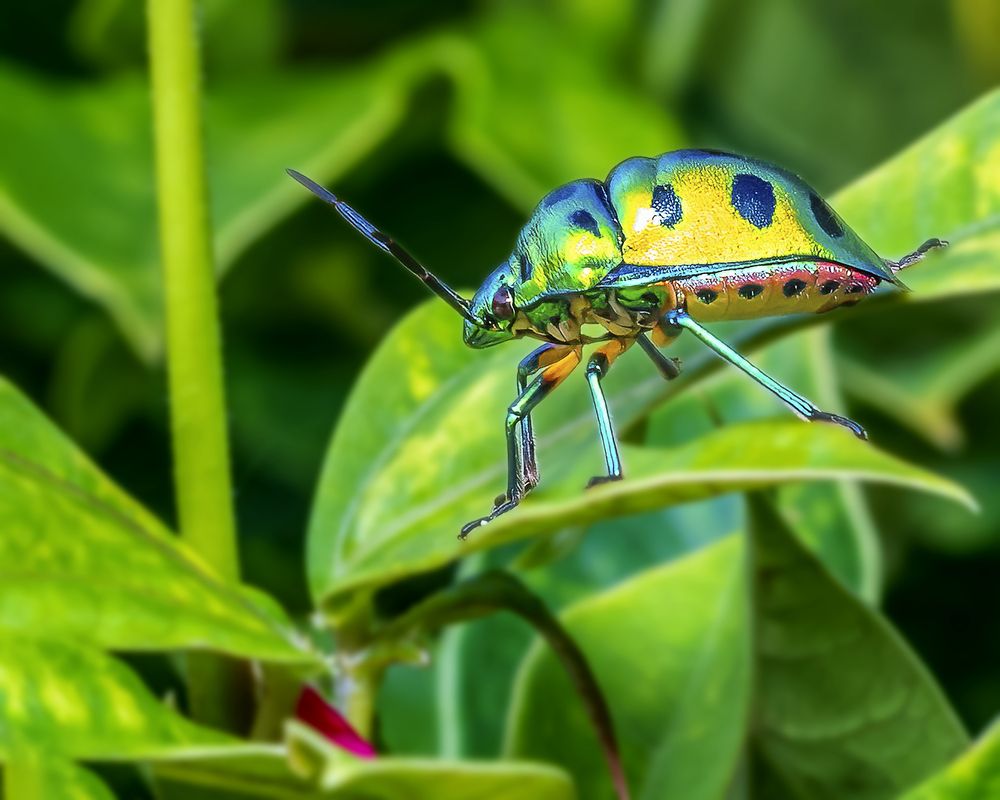 Photograph by Ashit Gandhi