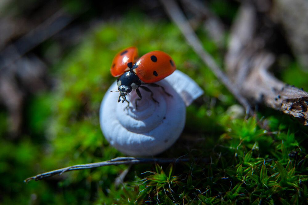 Photograph by Kirill Vladykin