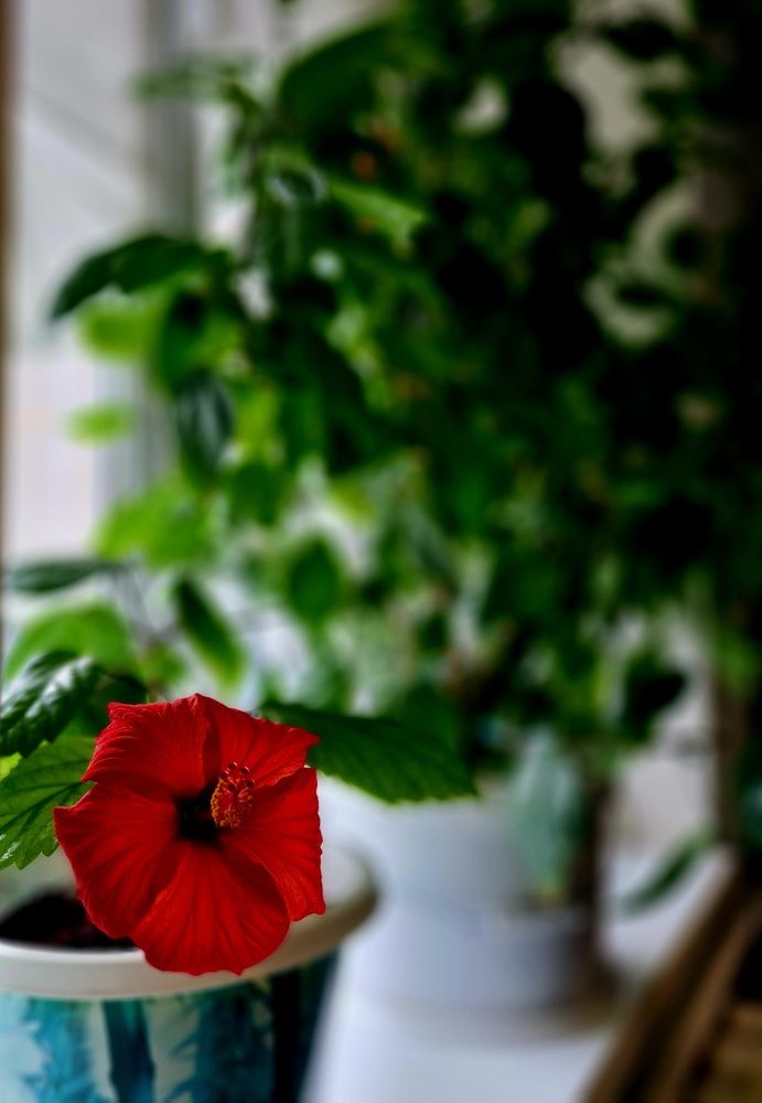 Фотография автора Georgiy Vibe