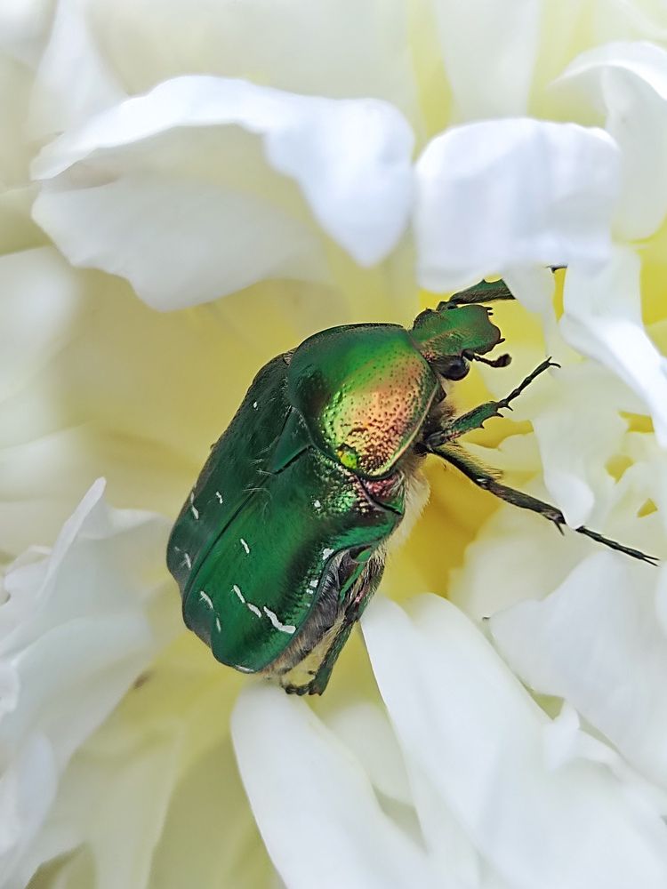 Photograph by Ирина Семенович