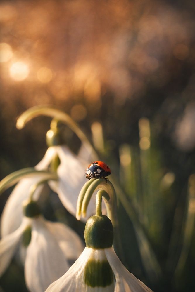 Ladybug