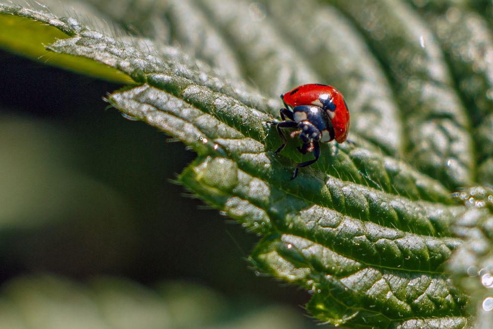 Photograph by Надежда Хрусталёва