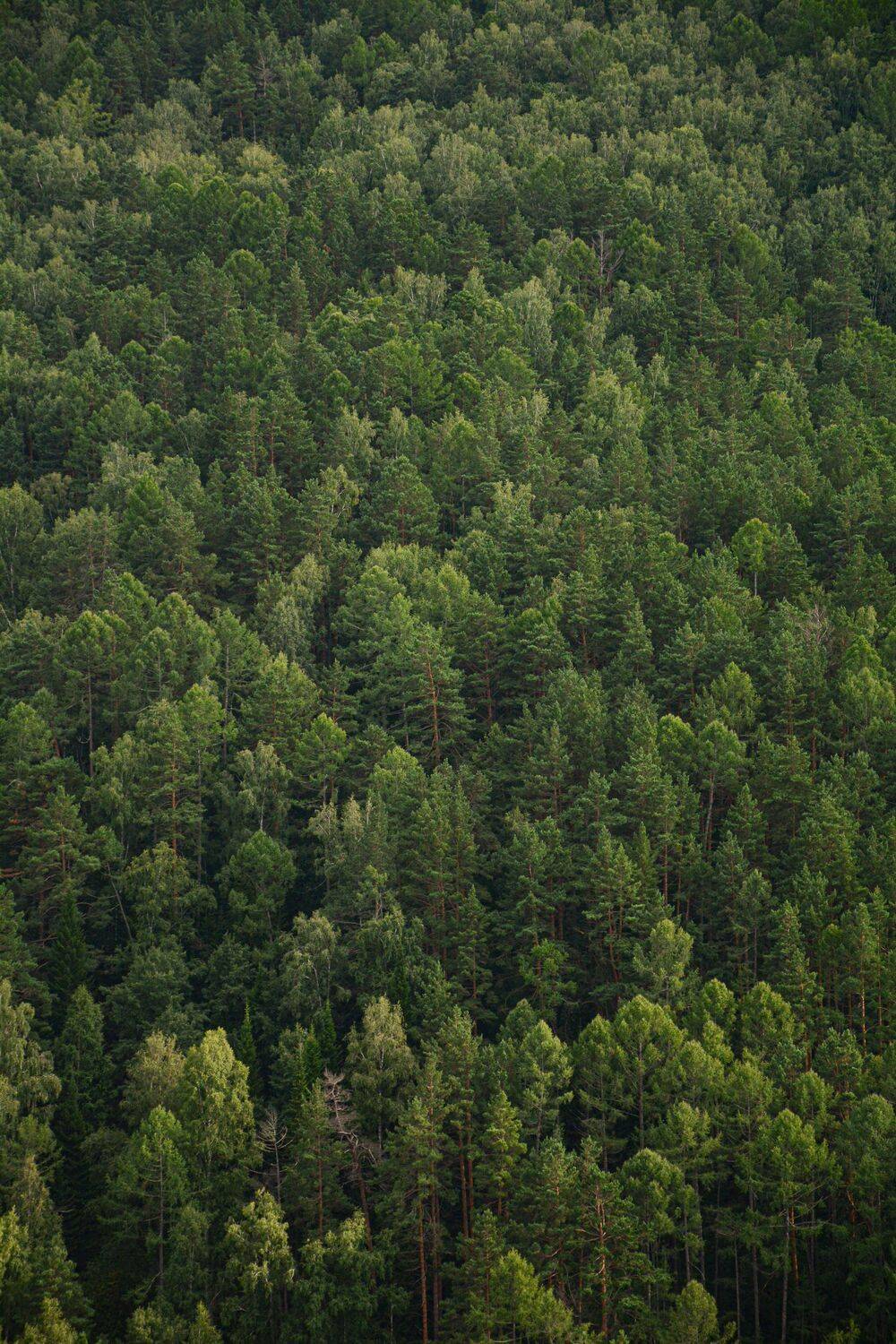 Photo #13413498