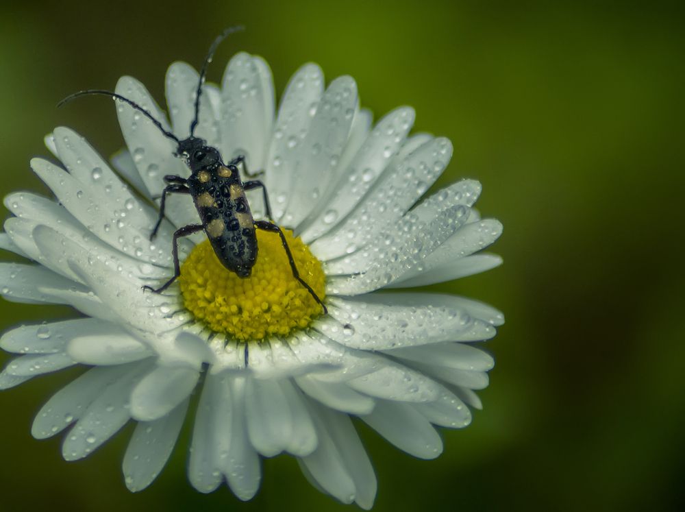Photograph by Ольга Заповедная