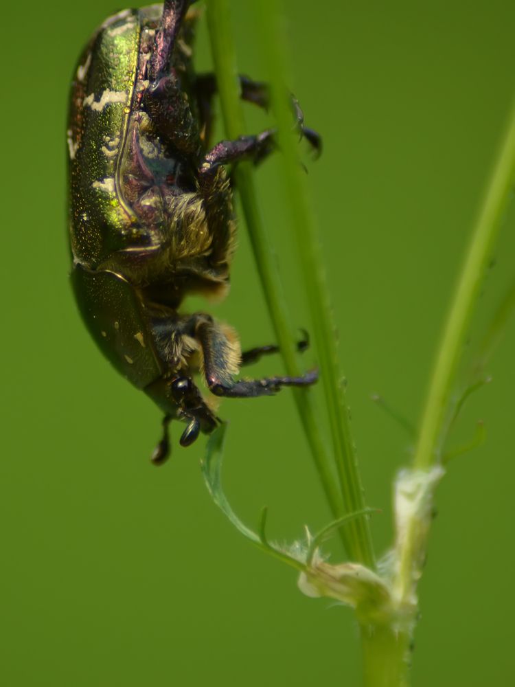 Photograph by Ольга Заповедная