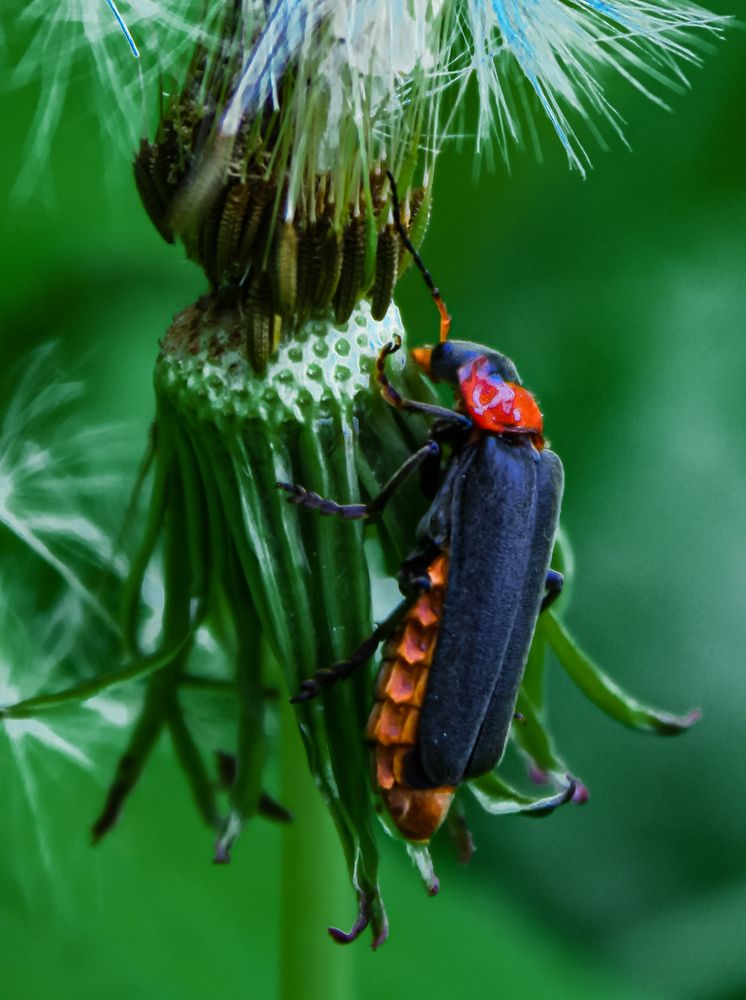 Photograph by Евгений Гонтов