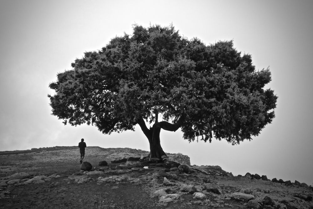 The last tree on Earth