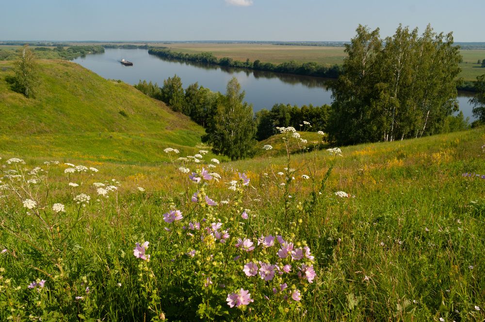 На реке Оке. Цветет мальва.