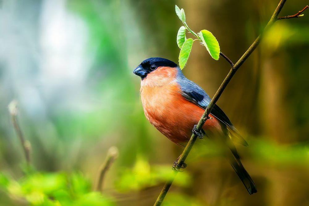 Майский снегирь