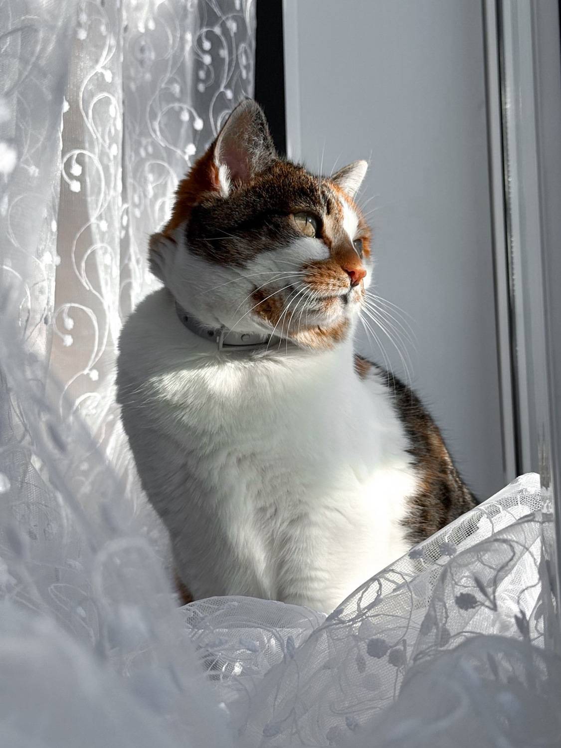 Тигрица, которая львица