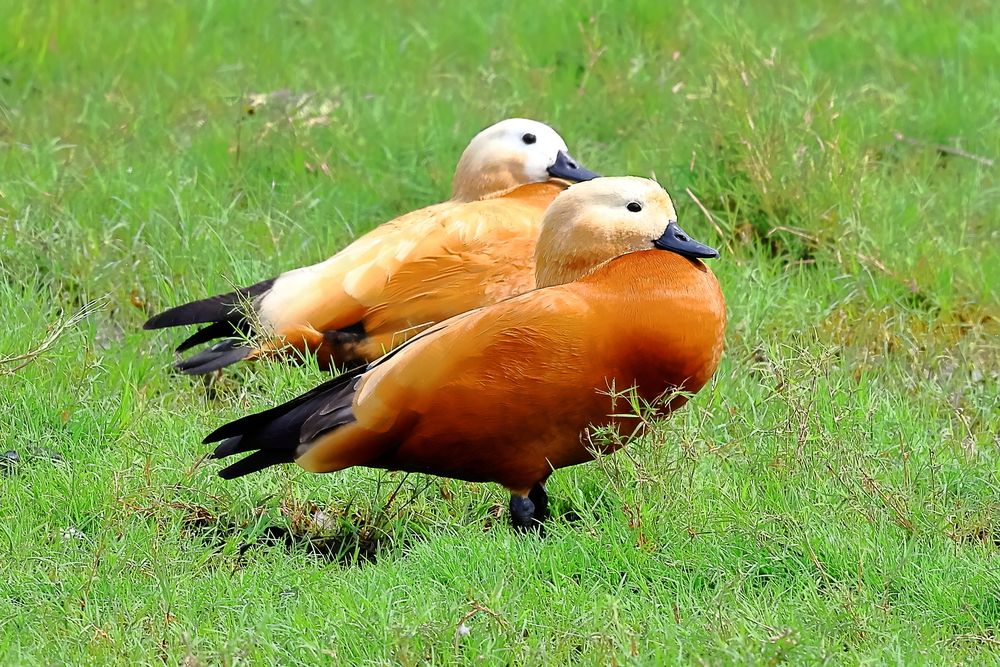 A Pair of Ruddy Shelduck Birds