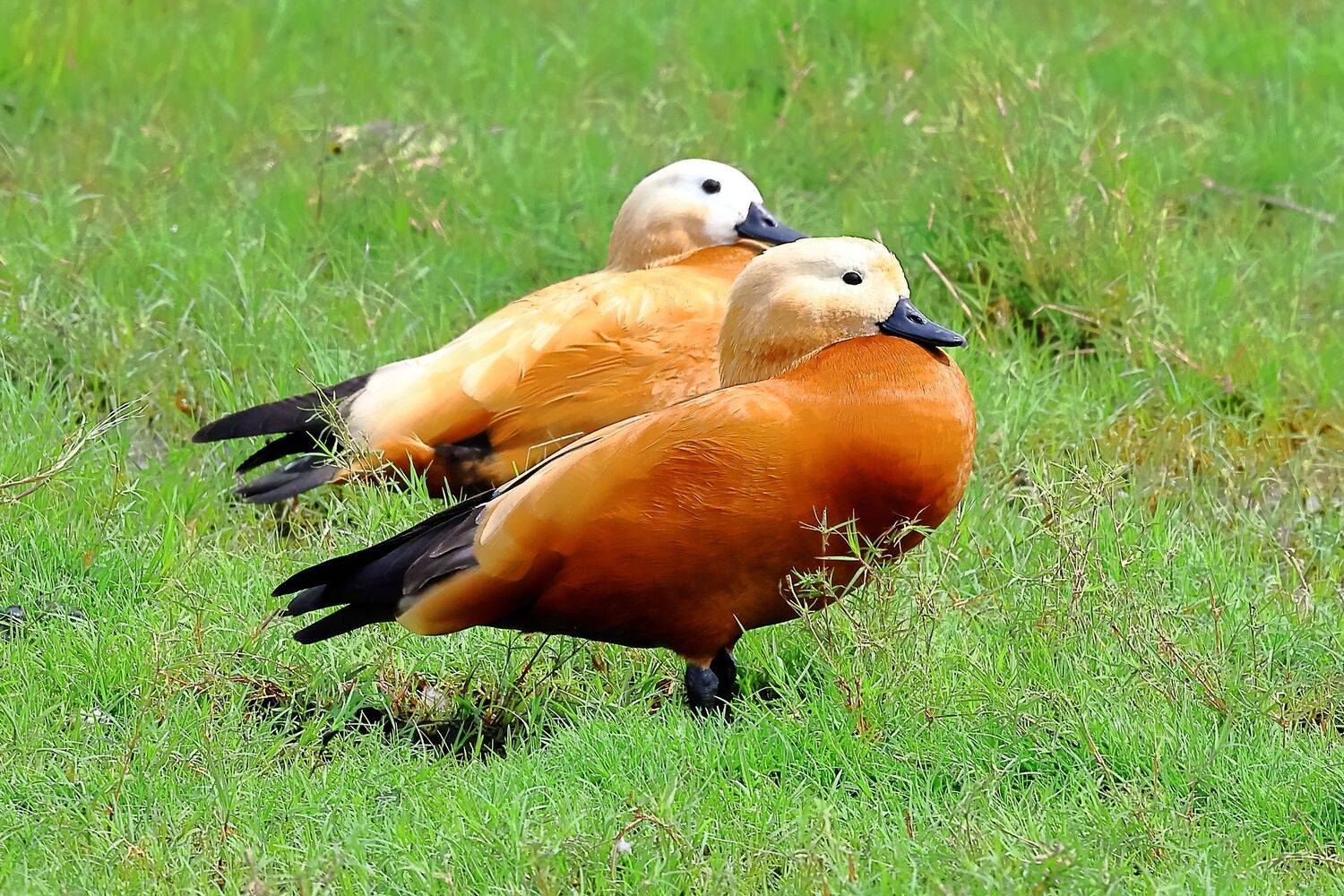 A Pair of Ruddy Shelduck Birds