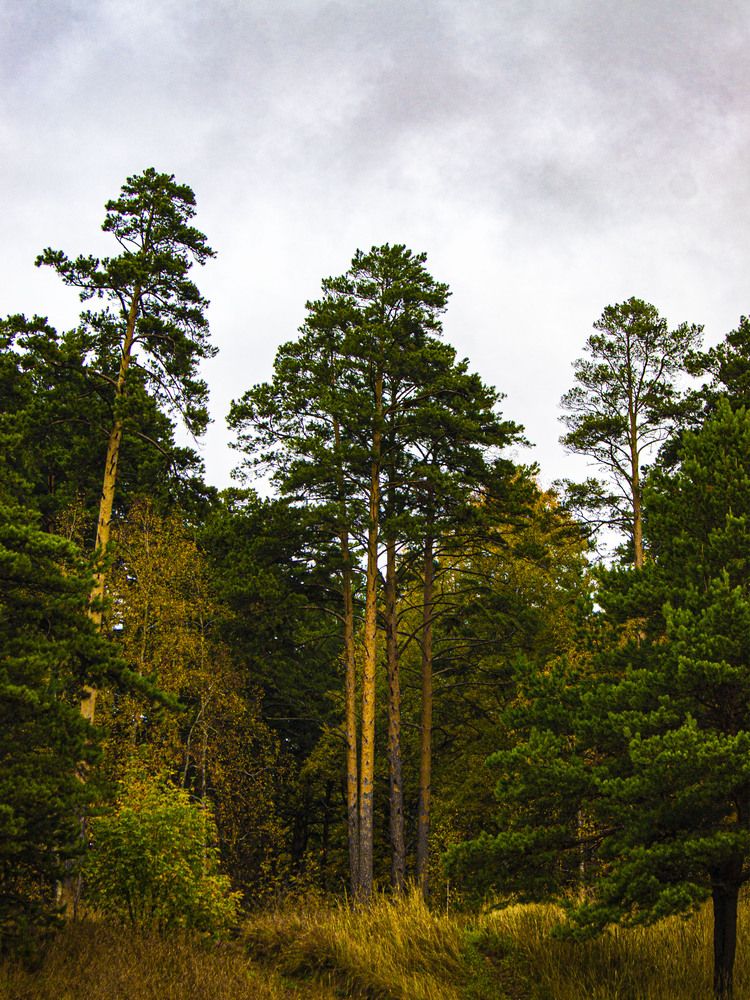 Столпы бытия