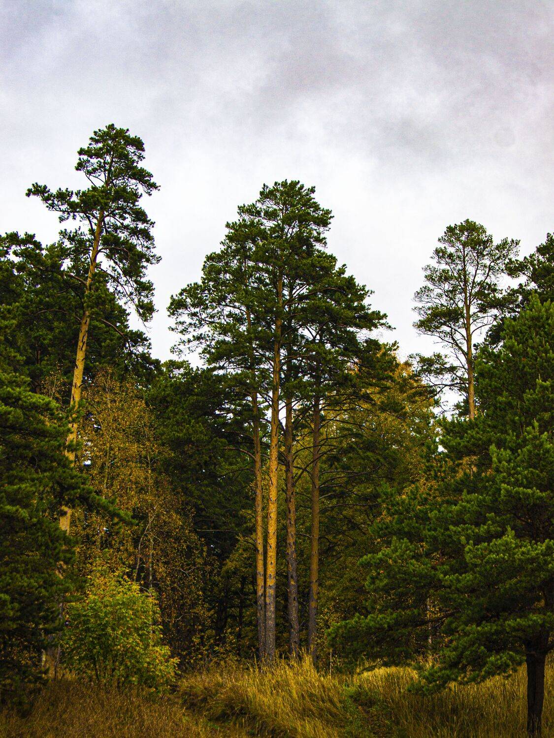 Столпы бытия