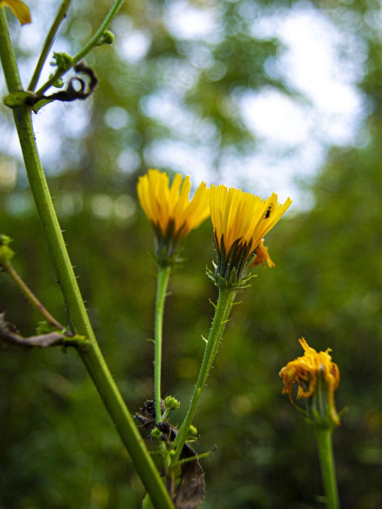 Солнце в волосках