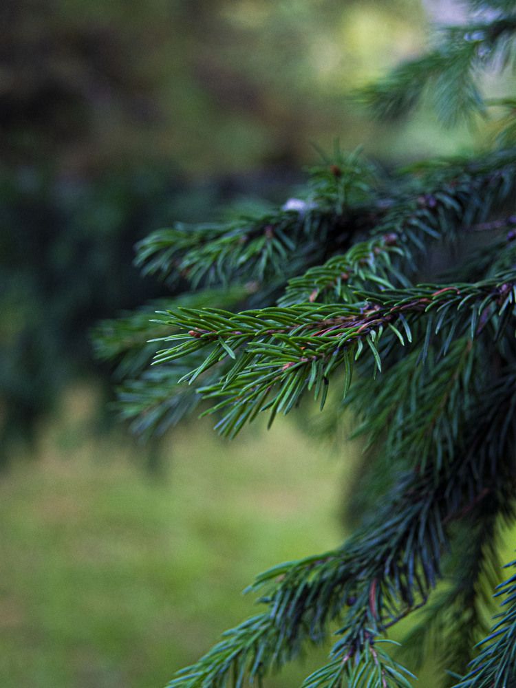 Лапа вечнозелёная